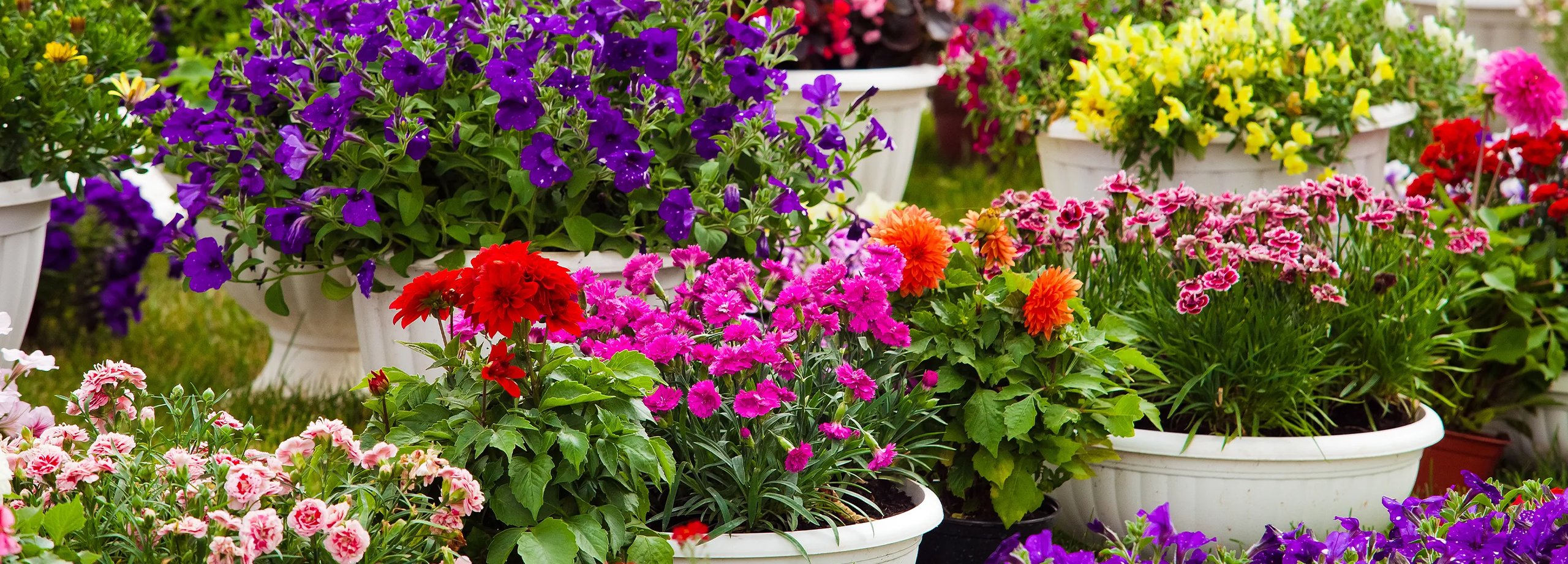 Blumenkübel bepflanzen