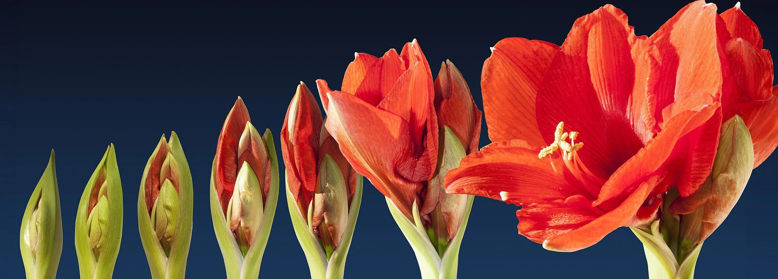 Alles zur Pflege von Amaryllis