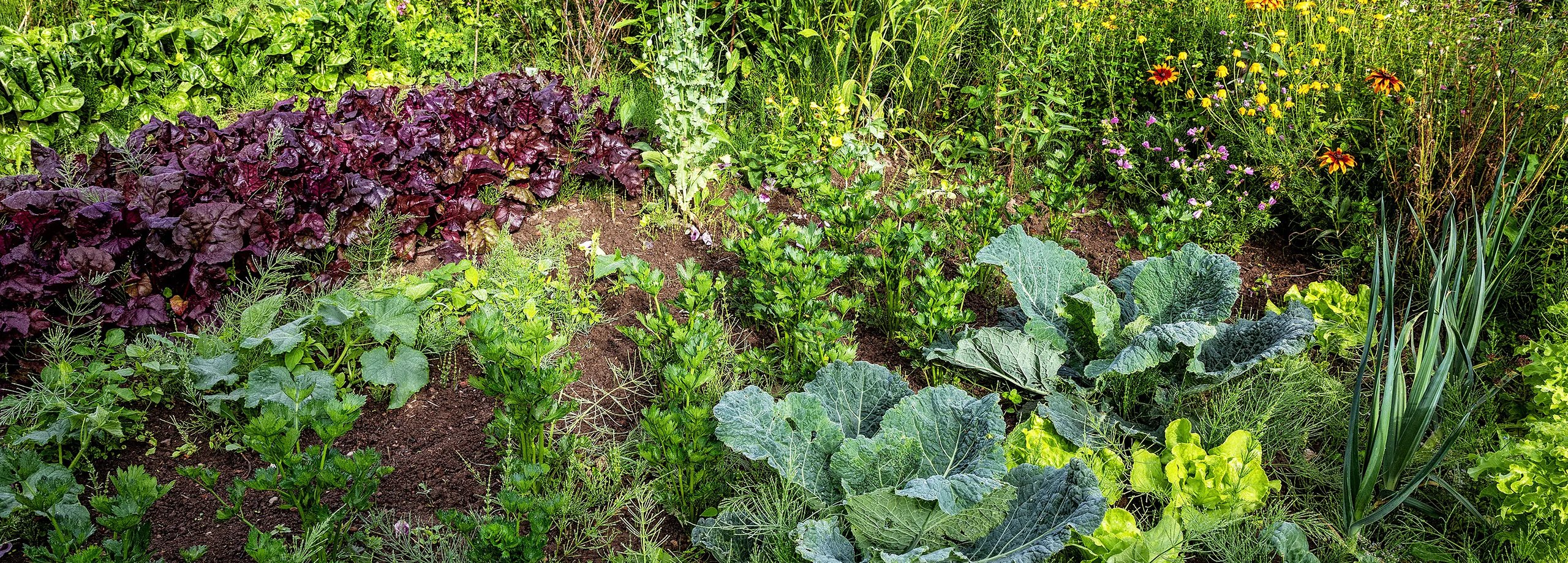 Gartentipps im Juli