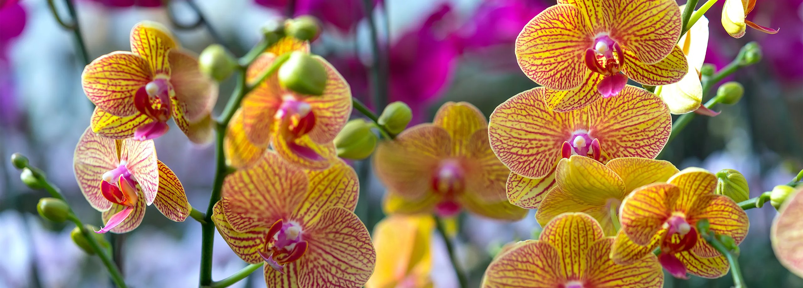 Orchideen pflegen