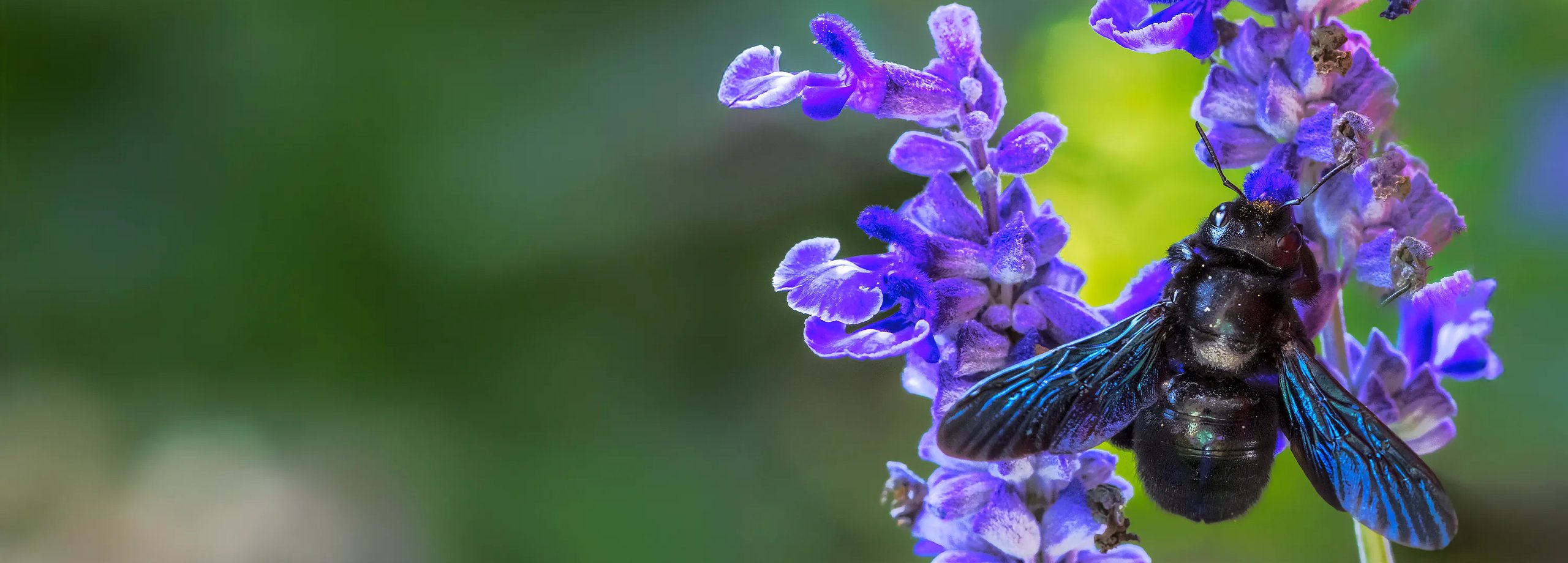 Die Große Blaue Holzbiene