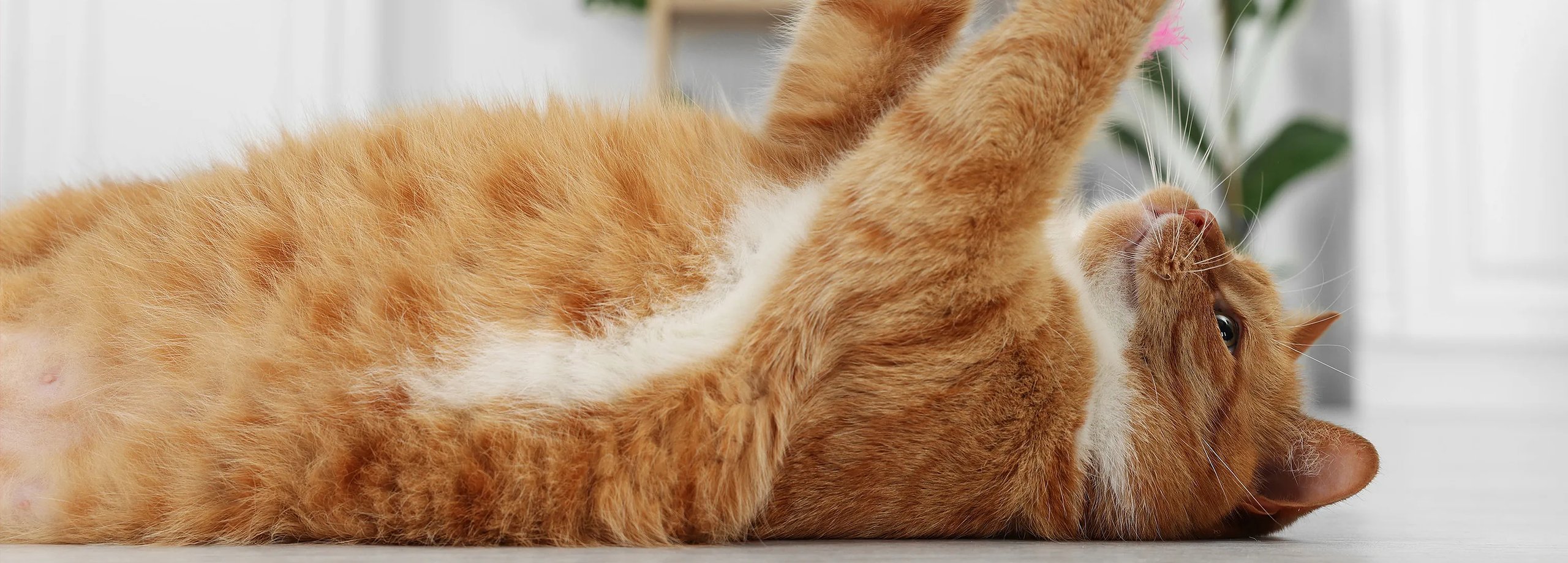 Katzengerechte Wohnung einrichten