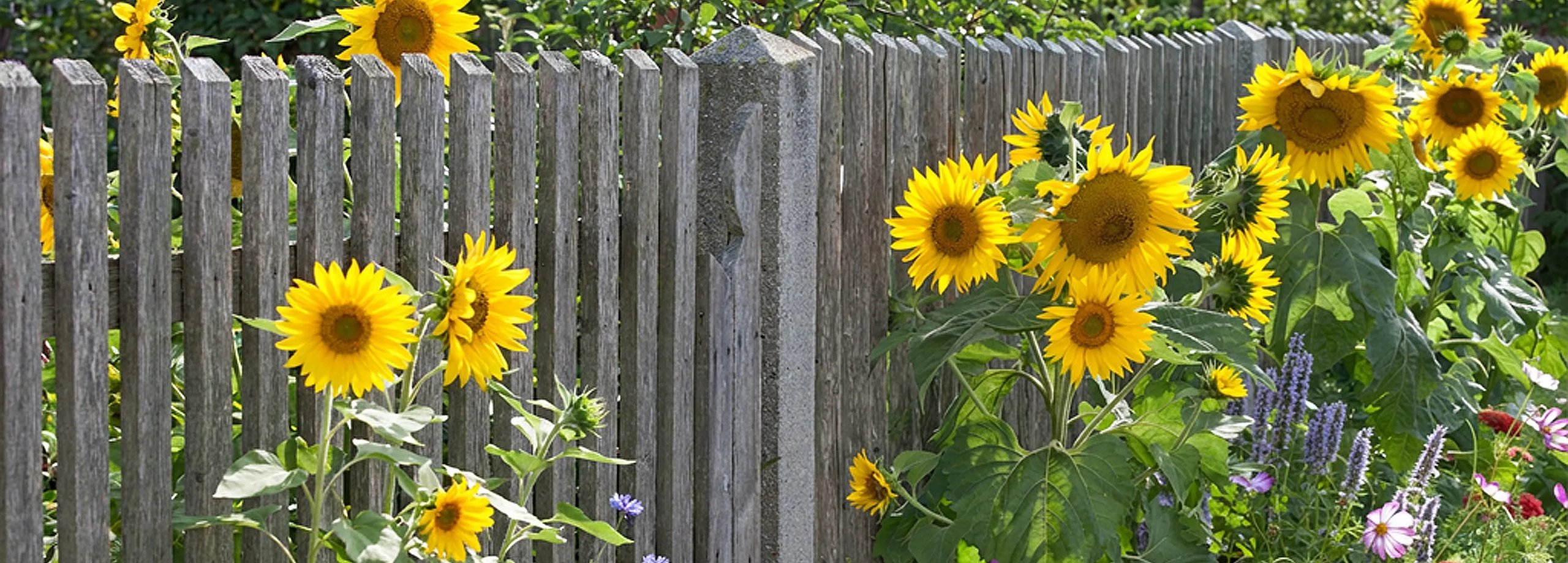 Gartentipps im September