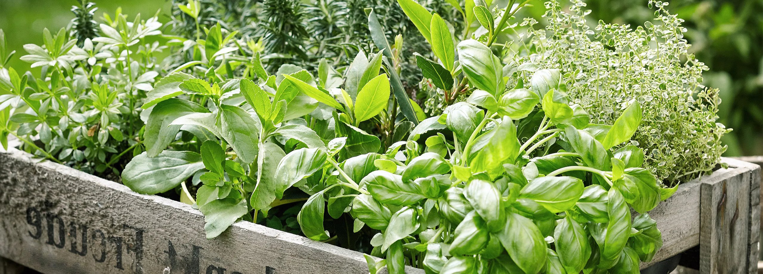 Kräutergarten anlegen