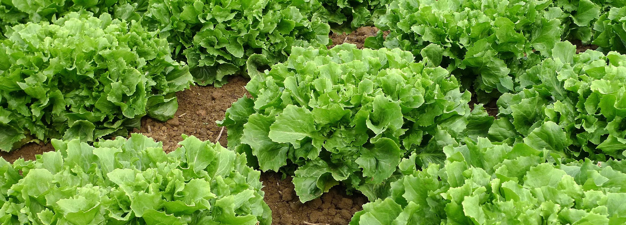 Salat anbauen