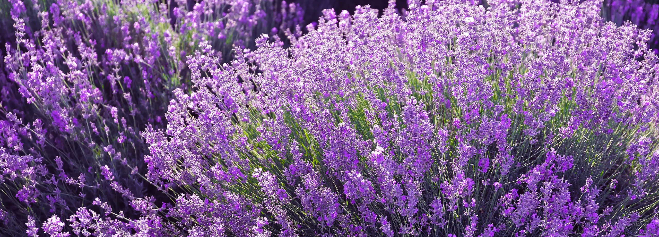 Lavendel pflegen
