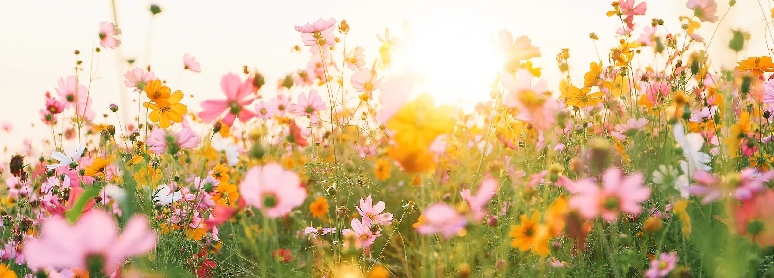 Blumenwiese anlegen: Anleitung, Saatgut & Pflege