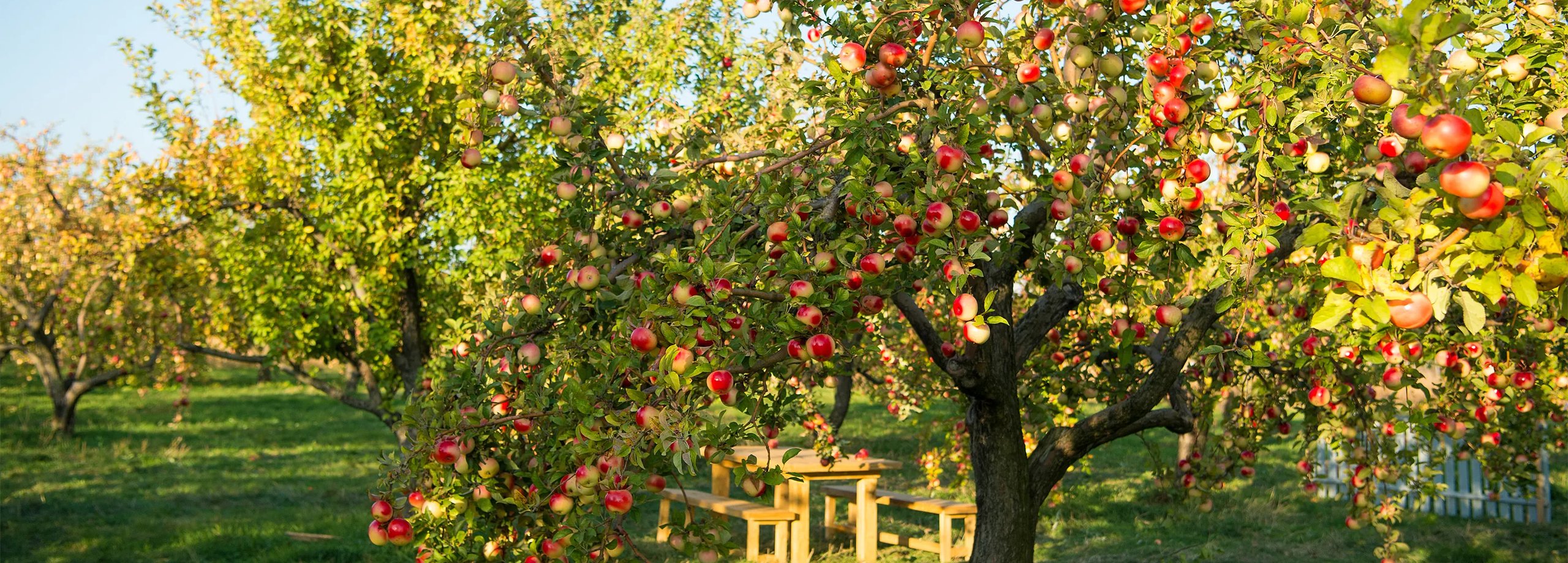 ertragreiche Obstbäume