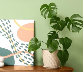 Monstera pflegen: Standort, Gieen & Vermehrung