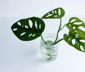 cat litter plants Naturalitter Bio Plant Cat Litter; Original – Petland Canada main image 0