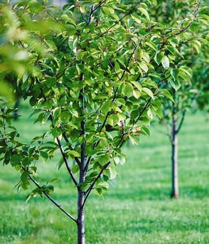 Obstbaum dngen: So gelingt die richtige Nhrstoffversorgung | BAUHAUS