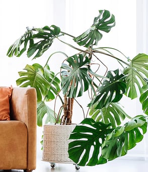 split leaf philodendron plant Philodendron Monstera 4 inches split leaves Tree LIVE PLANT Ht7 – NNplant main image 0