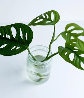 Monstera pflegen: Standort, Gieen & Vermehrung