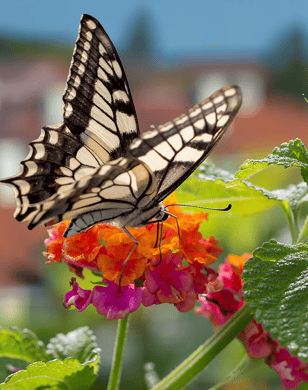 Insektenfreundlicher Garten & Balkon