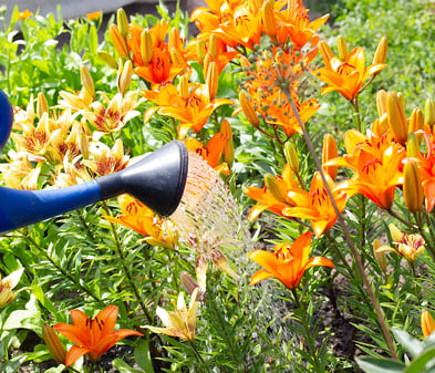 Lilien pflegen  Tipps fr Balkon und Terrasse | BAUHAUS
