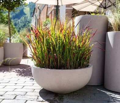 Grser im Kbel: 4 Pflanzideen und Pflegetipps | BAUHAUS