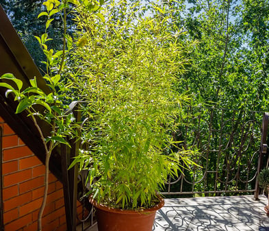 Pflanzen als Sichtschutz auf dem Balkon: Tipps & Ideen | BAUHAUS