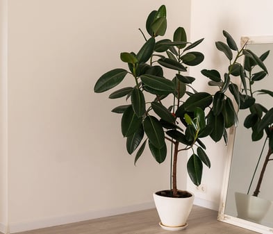 epipremnum pinnatum variegata marble Epipremnum Pinnatum Marble Variegata – Jordan's Jungle