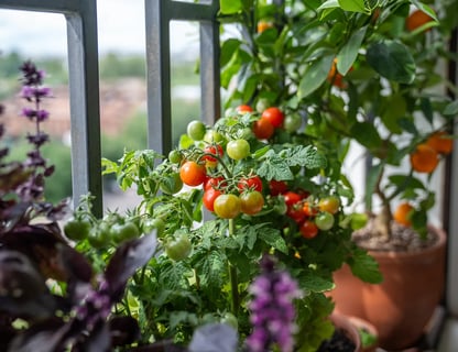 Gemse auf dem Balkon: Tipps zu Sorten, Tpfen und Pflege | BAUHAUS