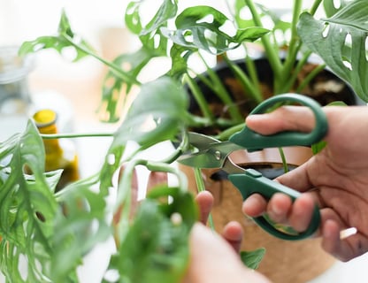 Monstera pflegen: Standort, Gieen & Vermehrung