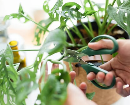 philodendron funny bunny Philodendron 'Fun Bun' – Easy-Care Tropical Houseplant main image 1
