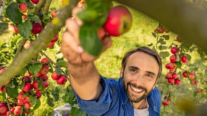 Un hombre sonriente cosecha una manzana roja de un árbol frutal cargado de manzanas.