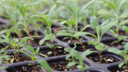 Jungpflanzen in einem Anzuchttopf, bereit für das Umpflanzen in den Garten oder größere Töpfe für weiteres Wachstum.