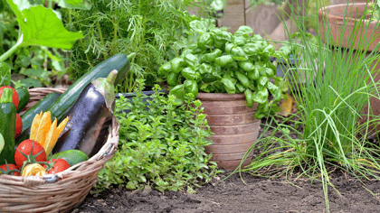 Ein Weidenkorb voller frischer Gartengemüse (Salat, Tomaten, Zucchini, Aubergine) und Kräuter, präsentiert in einem lebhaften Garten.