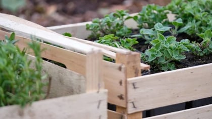 Varias plantas pequeñas de hierbas verdes en macetas negras, ordenadas en cajas de madera claras, listas para la jardinería.