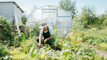 Eine Frau mit Hut und Schürze hockt und pflegt Pflanzen mit einem kleinen Werkzeug in einem Garten neben einem Gewächshaus.