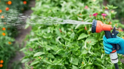Hand in blauem Handschuh hält eine orange-schwarze Gartenspritze, die Pflanzen bewässert.