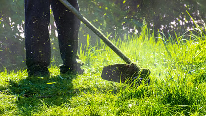 Person bedient einen Rasentrimmer, schneidet grünes Gras, mit fliegendem Grasschnitt.