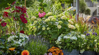 Eine farbenfrohe Auswahl an Gartenblumen, darunter Hortensien, Clematis und Hibiskus, die in verschiedenen Farben und Formen blühen.