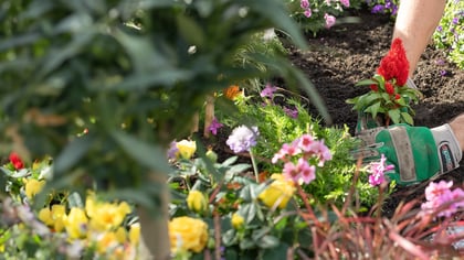 Eine Person mit Gartenhandschuhen pflanzt eine rote Pflanze in einem Garten voller Blumen, was die Gartenarbeit betont.