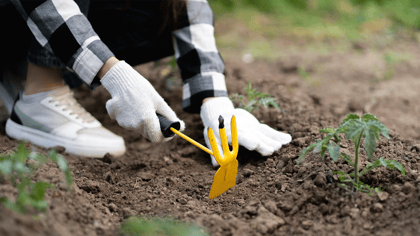 Person mit weißen Handschuhen lockert den Boden mit einem gelben Gartenhandwerkzeug.
