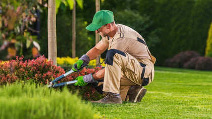 Mann in grünen Handschuhen schneidet einen rotblättrigen Busch mit langstieliger Gartenschere im Garten.