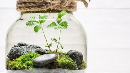 Un pequeño terrario en un frasco de vidrio transparente, con plantas verdes, musgo y rocas, atado con cuerda rústica.
