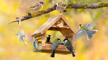 Hölzernes Vogelhäuschen an einem Ast, um das mehrere Spatzen und Meisen fressen und fliegen.