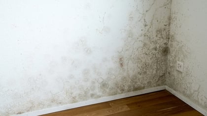 Extenso crecimiento de moho negro y verde en paredes blancas en la esquina de una habitación, desde el suelo.