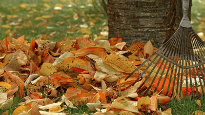 Laubhaufen mit Rechen im Herbstgarten. Der Rechen ist ein nützliches Werkzeug, um das Laub schnell und effizient zu entfernen.