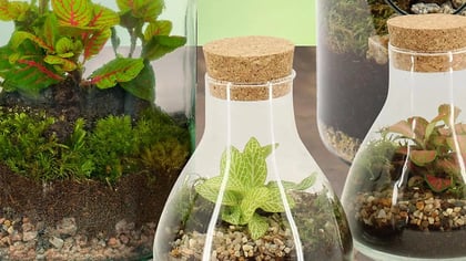 Surtido de pequeños terrarios de cristal con tapas de corcho, que contienen plantas, musgo, tierra y grava.