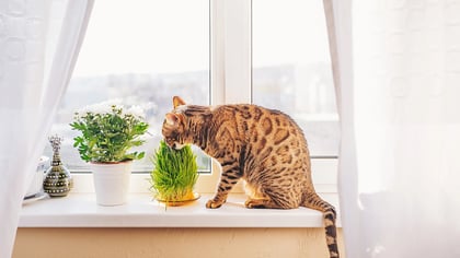 Eine braun getupfte Katze schnüffelt an frischem grünem Katzengras auf einer sonnigen Fensterbank, neben einer weißen blühenden Pflanze.