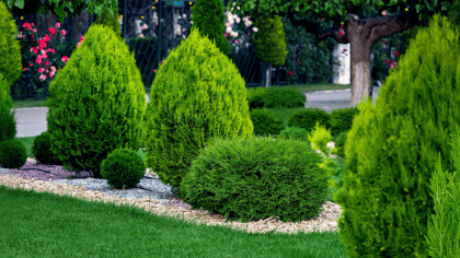 Ein gepflegter Garten mit verschiedenen grünen Nadelgehölzen, runden Büschen und Rasen, eingefasst von dekorativen Kieswegen.