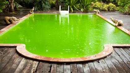 Una piscina con agua verde brillante, rodeada por una cubierta de madera y vegetación exuberante. Estatuas de elefantes en el borde.