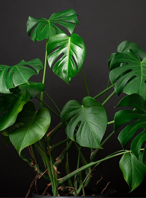 Monstera pflegen: Standort, Gieen & Vermehrung