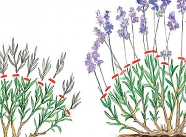 Poda de la lavanda: uno de los cuidados fundamentales