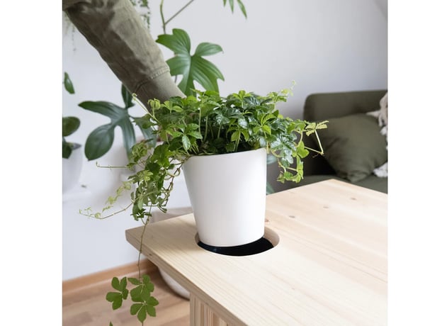 Paso 9: Colocar la planta