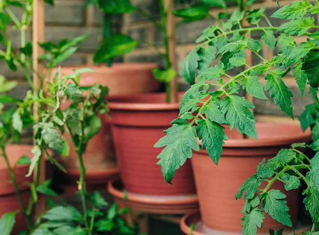 Kein Garten? Kein Problem!