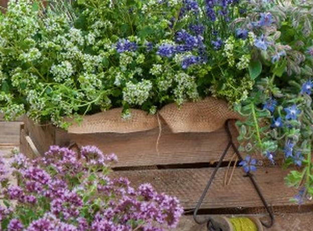 Lavanda en maceta: ¿Cuáles son sus cuidados y requisitos?