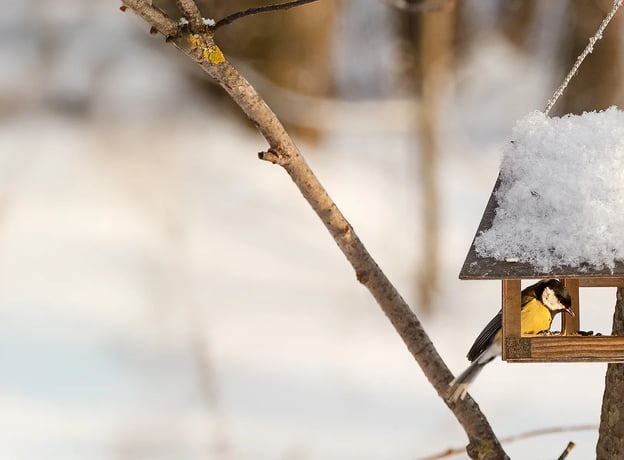 Warum ist Vogelfütterung im Winter überhaupt sinnvoll?